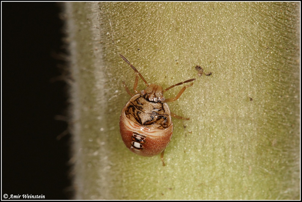 Heteroptera d''Israele